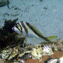 Image of Crested morwong