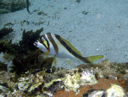 Image of Crested morwong