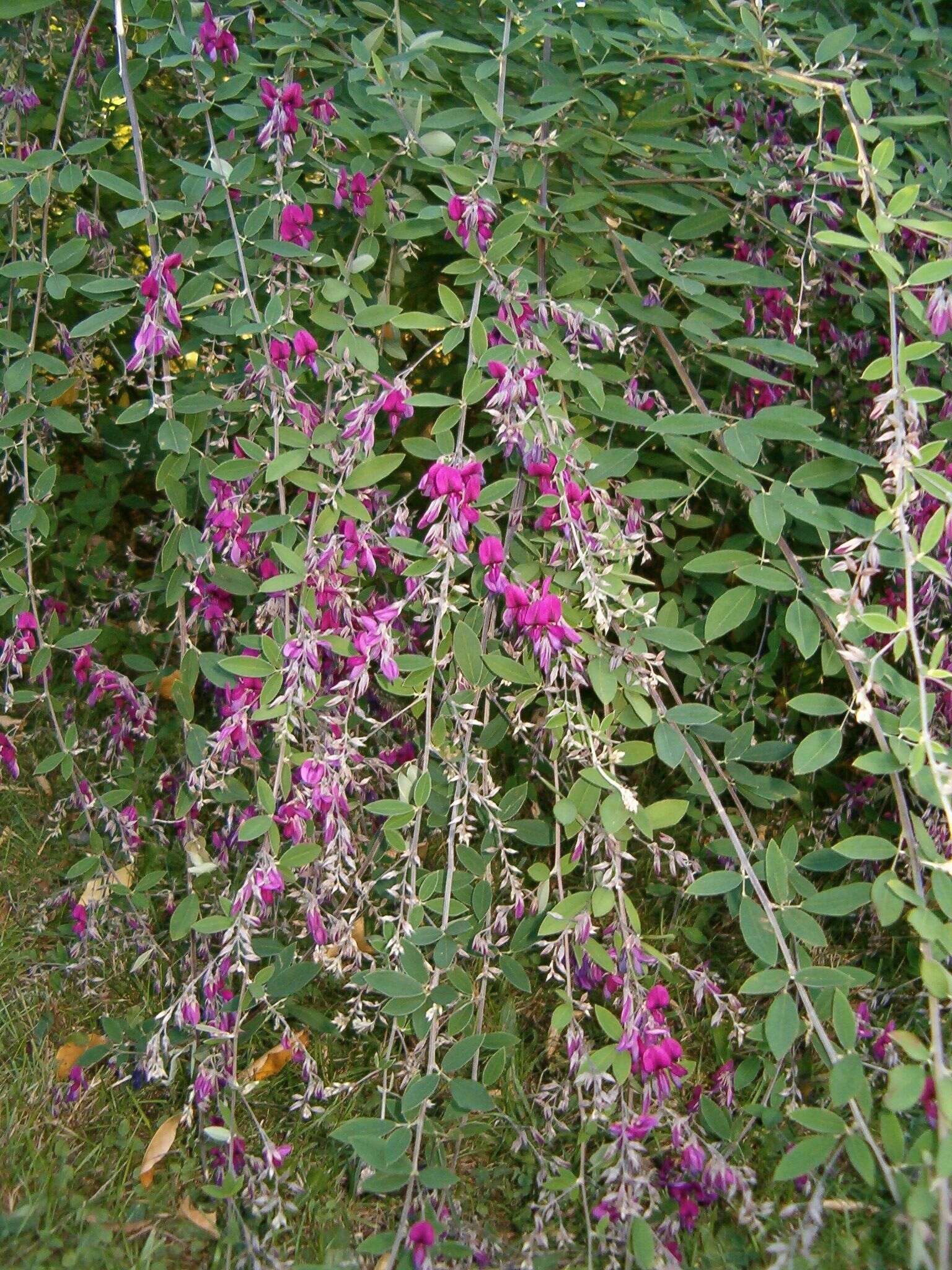 Слика од Lespedeza thunbergii (DC.) Nakai