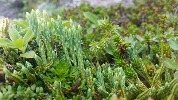 Image of Alpine Creeping-Cedar