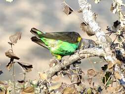 Image of Brown Parrot