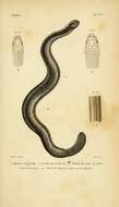 Image of Olive Sea Snakes