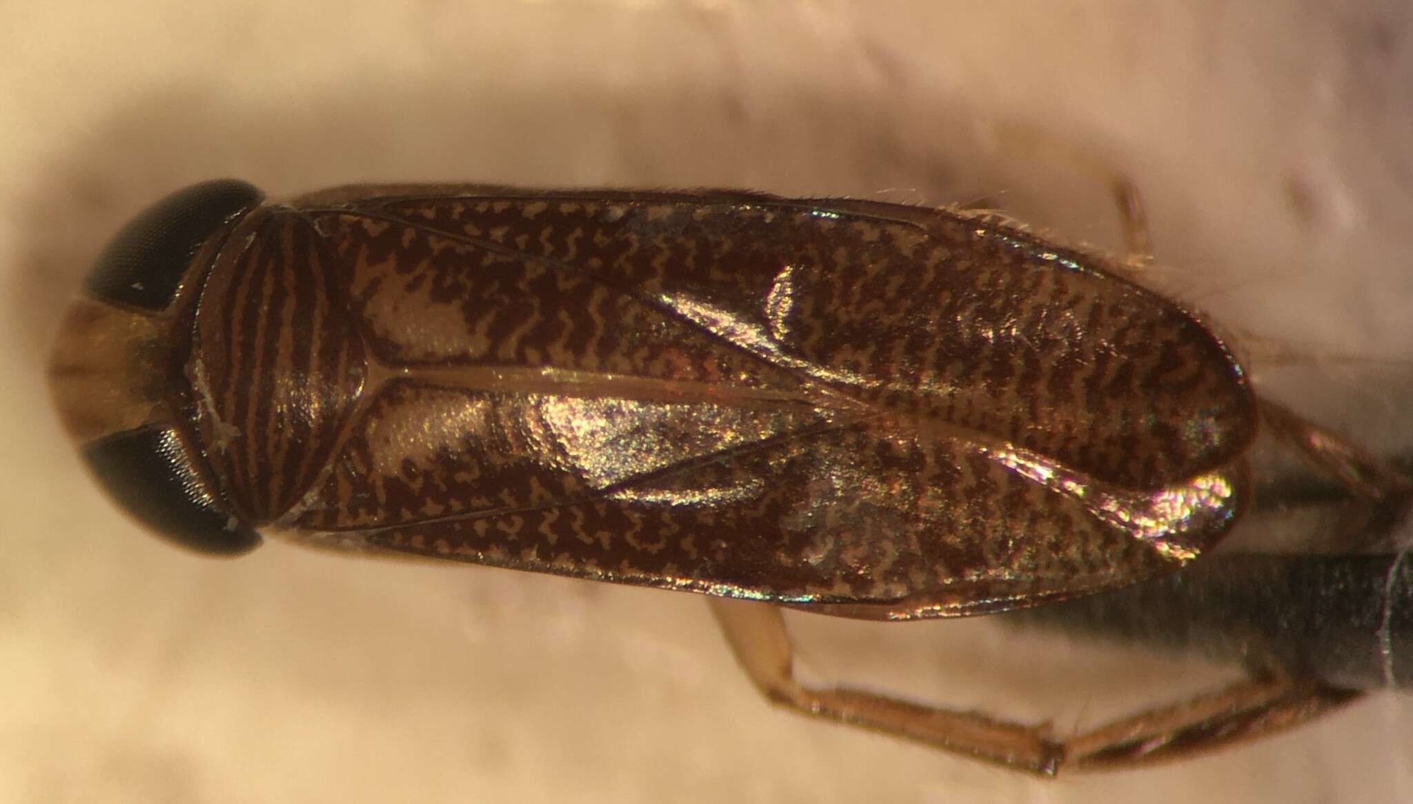 Слика од Trichocorixa minima (Abbott 1913)