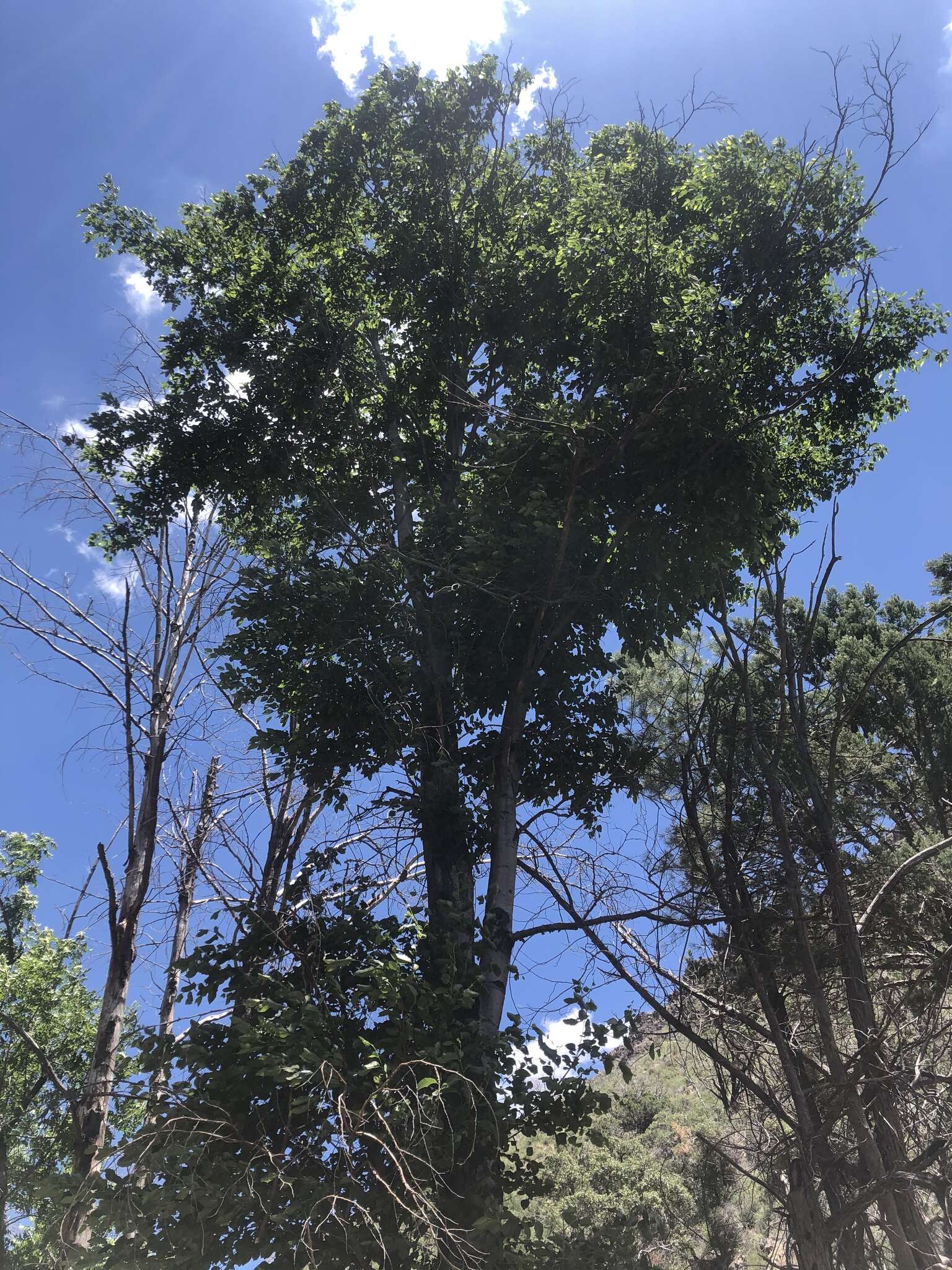 Image de Alnus oblongifolia Torr.