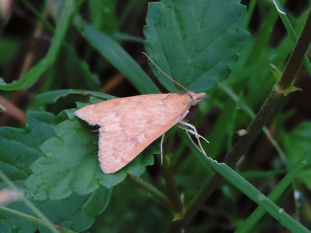 Image of Garden Webworm Moth