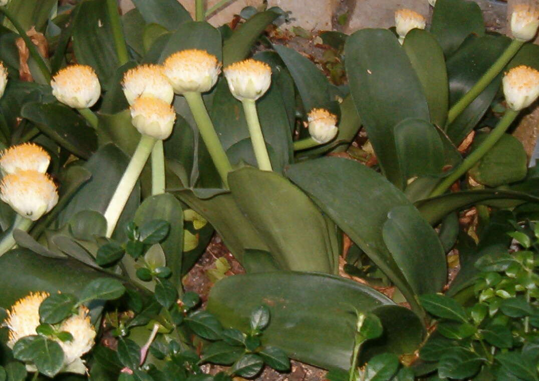 Imagem de Haemanthus albiflos Jacq.