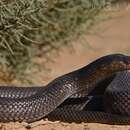 Image of Desert Cobra