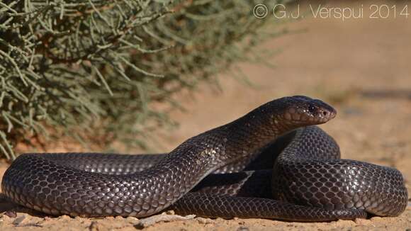 Image of Desert Cobra