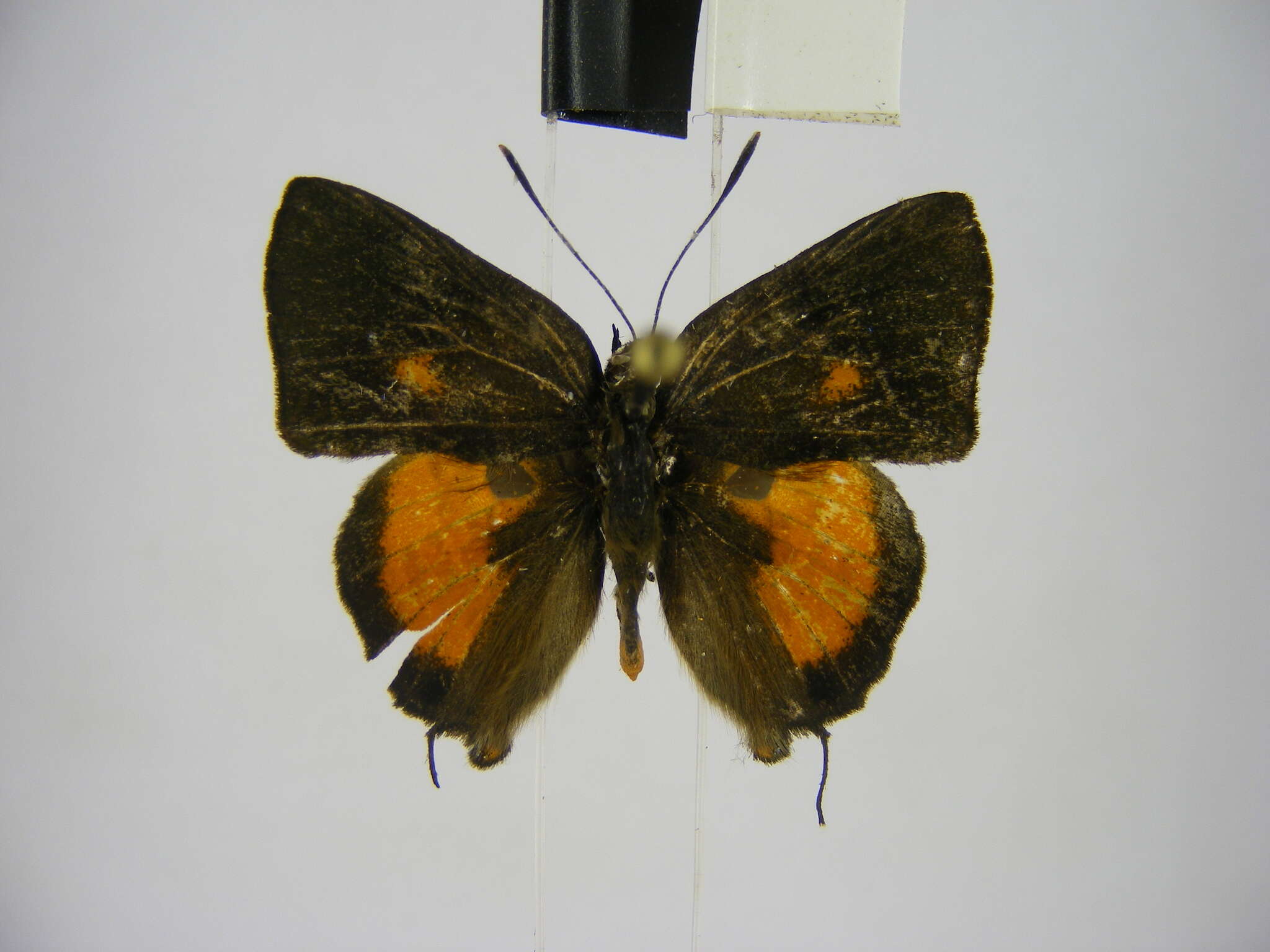 Image of <i>Deudorix <i>lorisona</i></i> lorisona