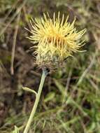 Image of Centaurea collina L.