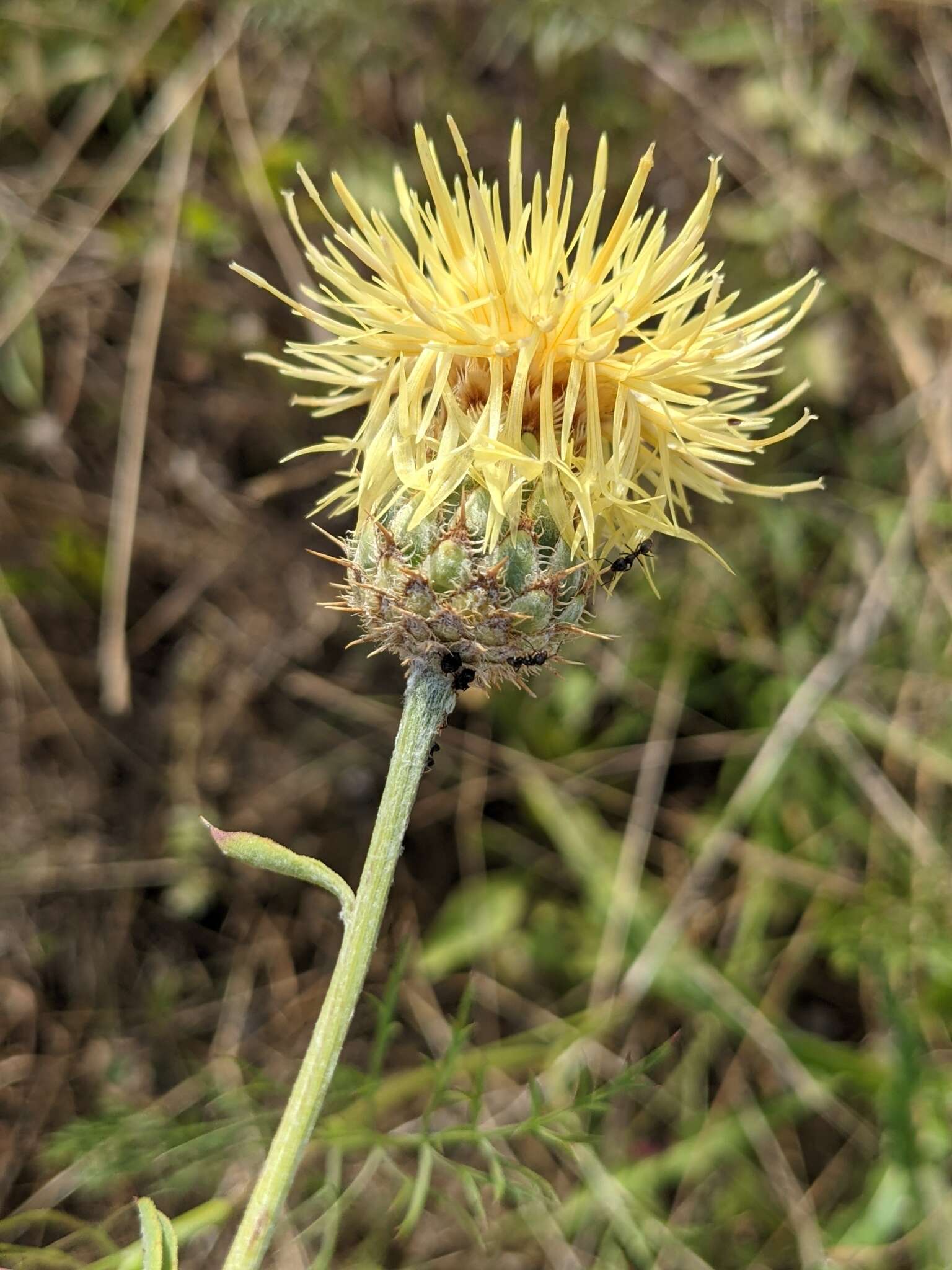 Image of Centaurea collina L.