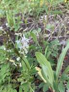 Image of Robbins' milkvetch