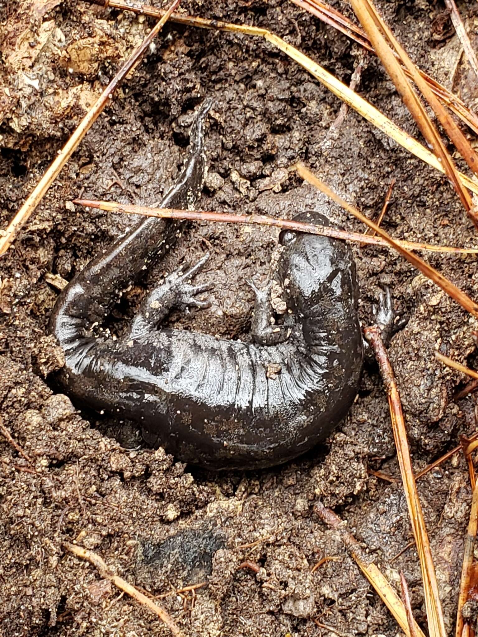 Plancia ëd Ambystoma mabeei Bishop 1928