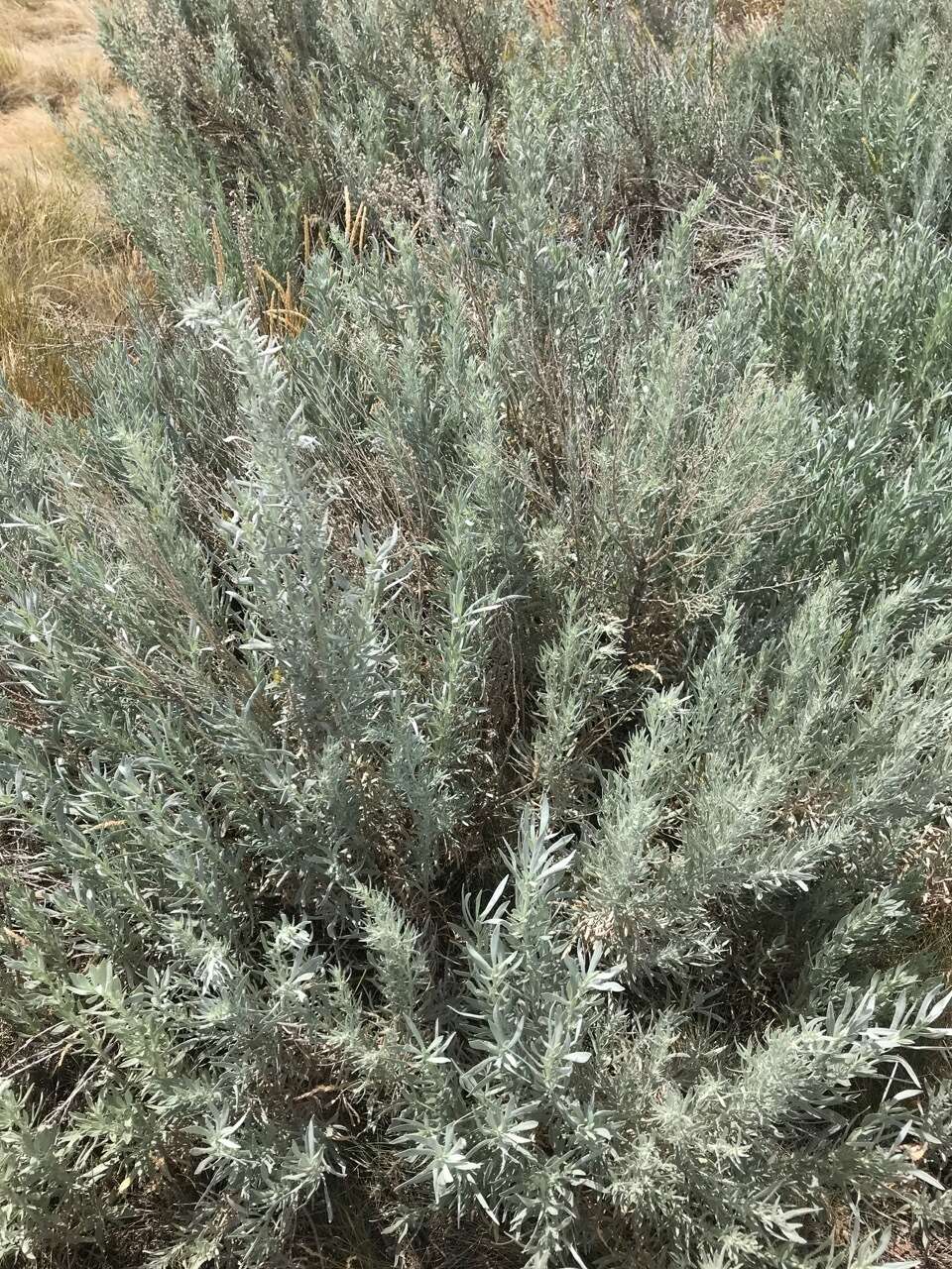 Image of silver sagebrush