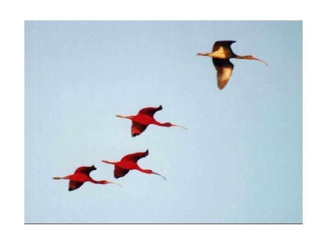 Image of Scarlet Ibis