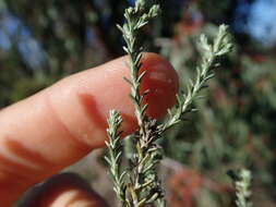 Image of Helichrysum asperum (Thunb.) Hilliard & Burtt