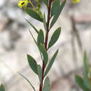 Image of Acacia buxifolia subsp. buxifolia