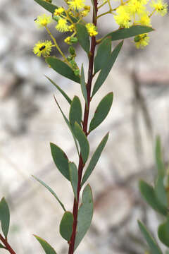 Image of Acacia buxifolia subsp. buxifolia