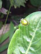 Image of Tortoise beetle