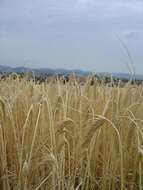 Image of common barley