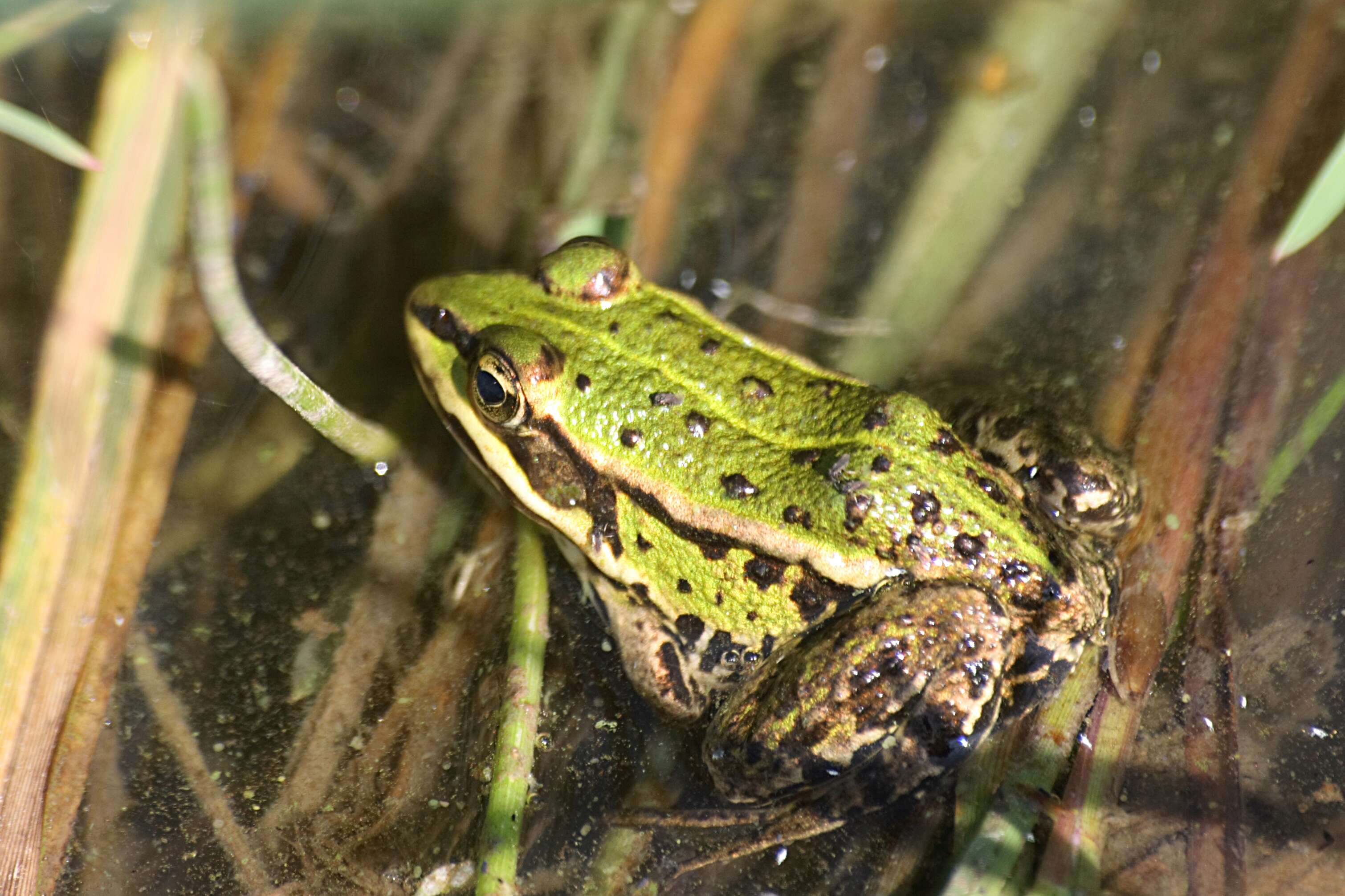 Image of Pelophylax esculentus