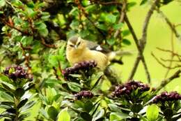 Image of Cinereous Conebill