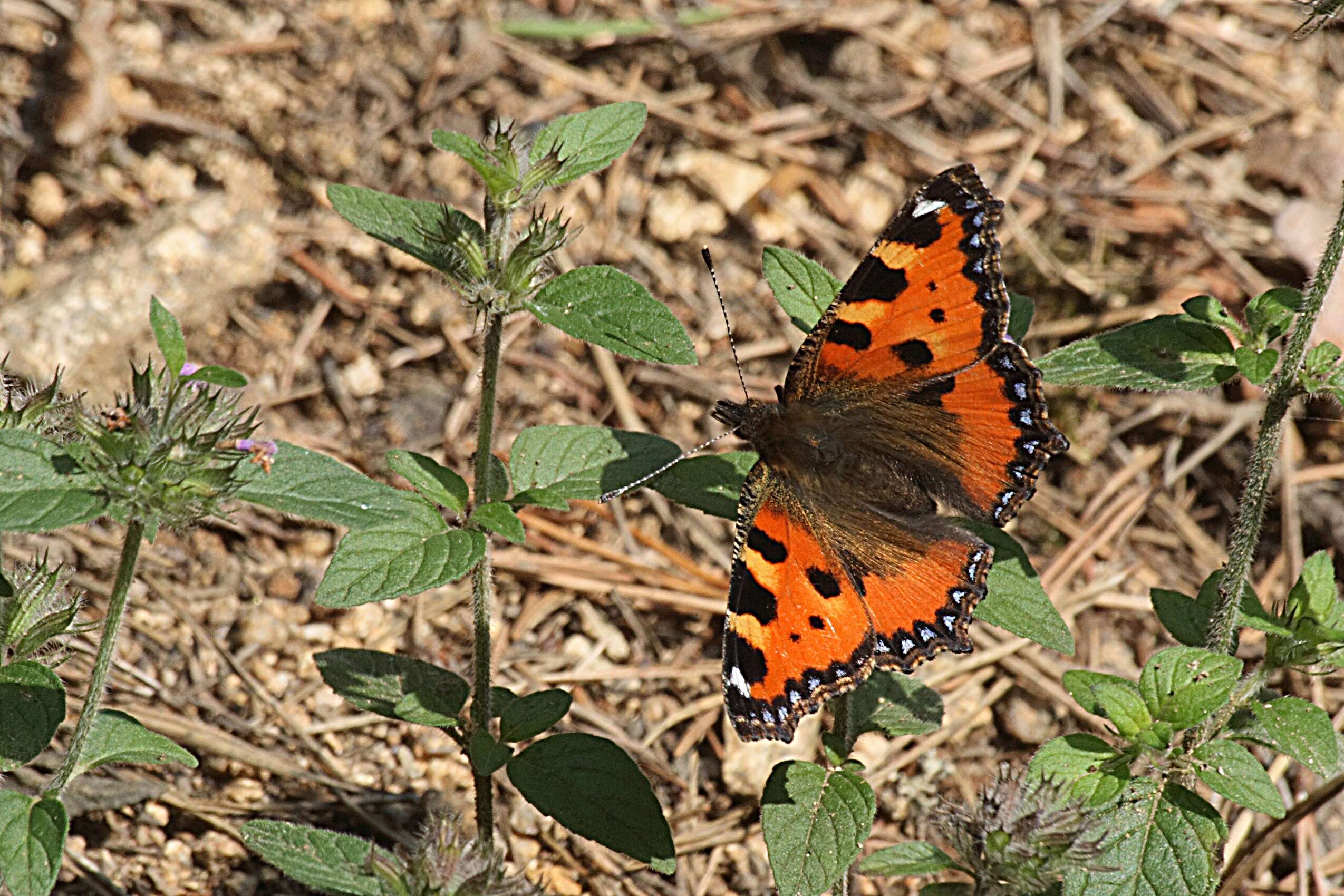 Imagem de Aglais urticae Linnaeus 1758