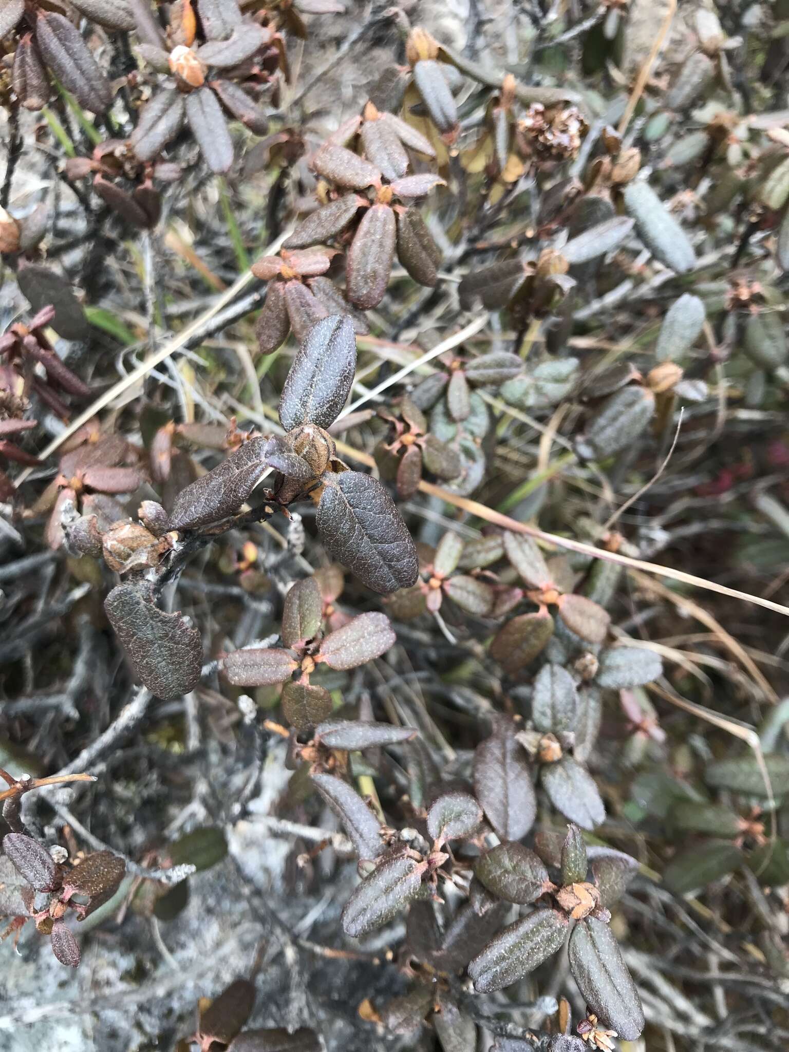 Image of Rhododendron anthopogon D. Don