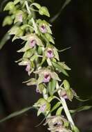 Imagem de Epipactis helleborine (L.) Crantz