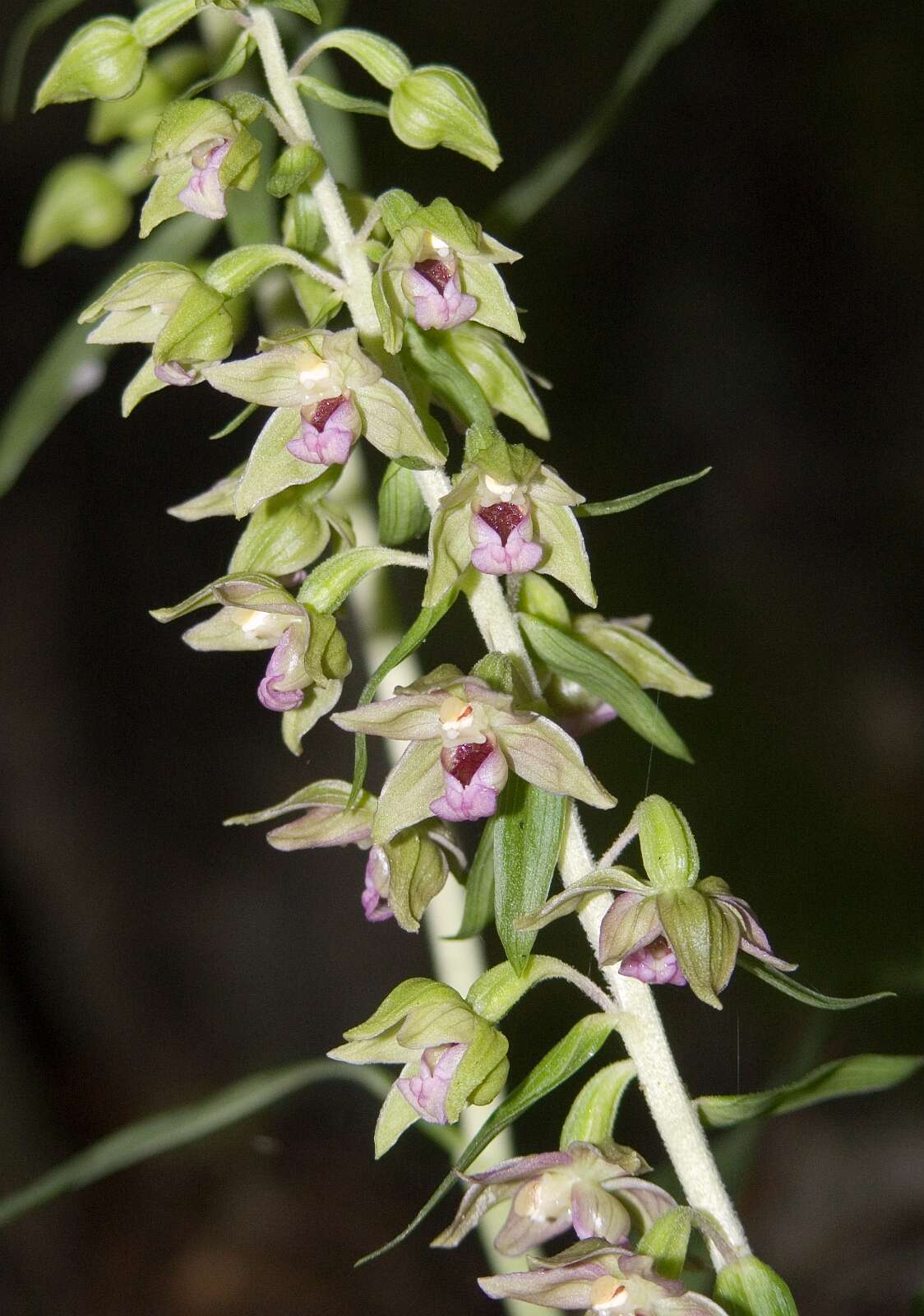 Imagem de Epipactis helleborine (L.) Crantz