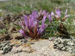 Imagem de Astragalus physodes subsp. physodes