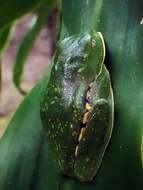 Image of Sylvia's tree frog