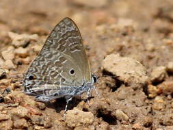 Image de Anthene lycaenina (Felder 1868)