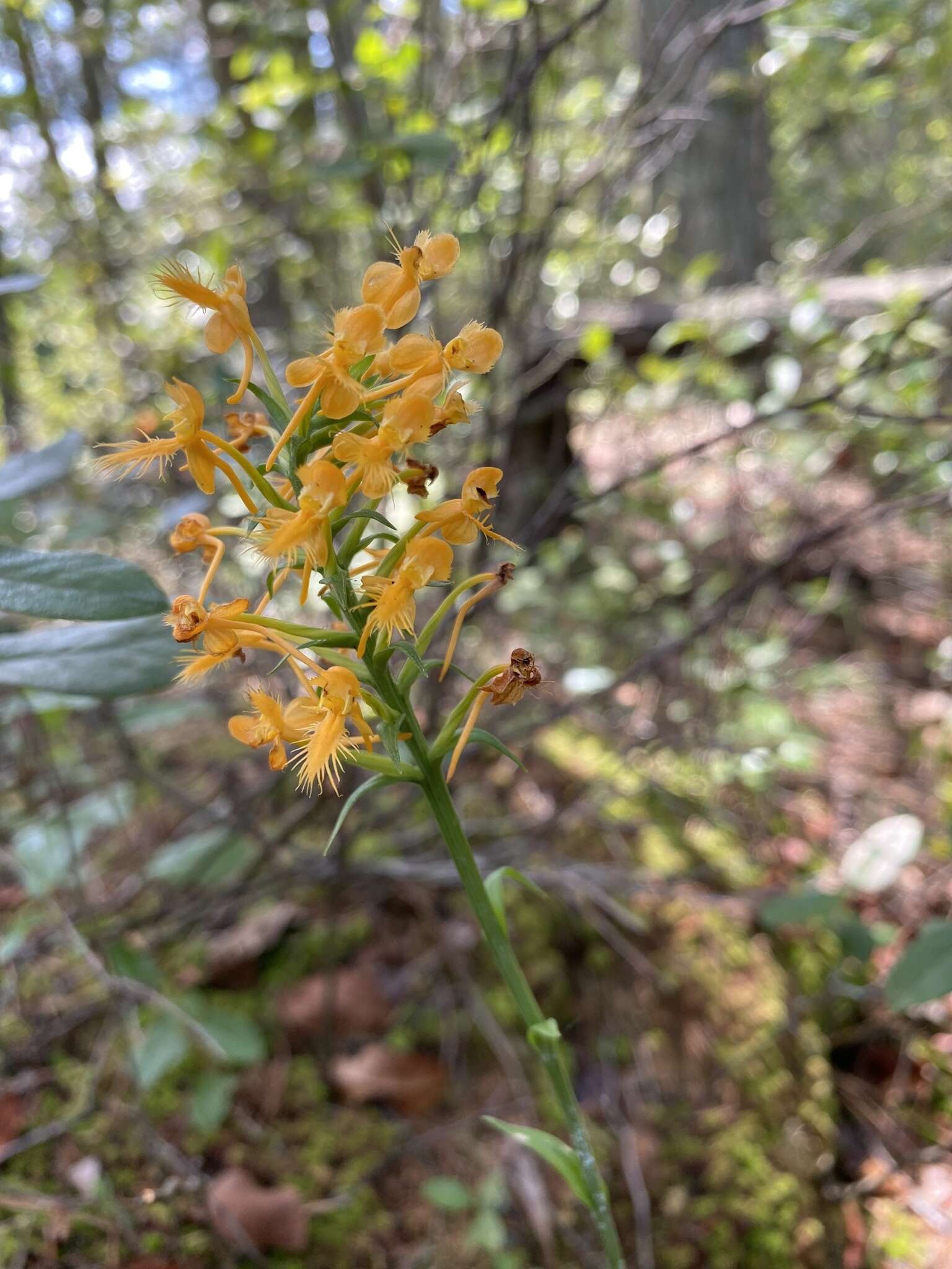 Imagem de Platanthera canbyi (Ames) Luer