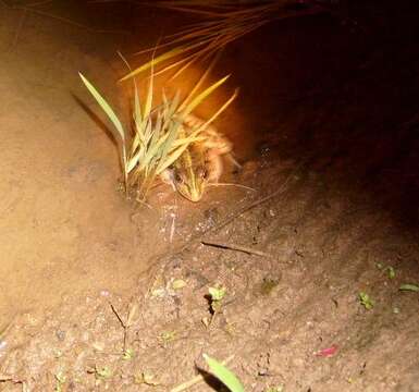 Image of Black-spotted frog