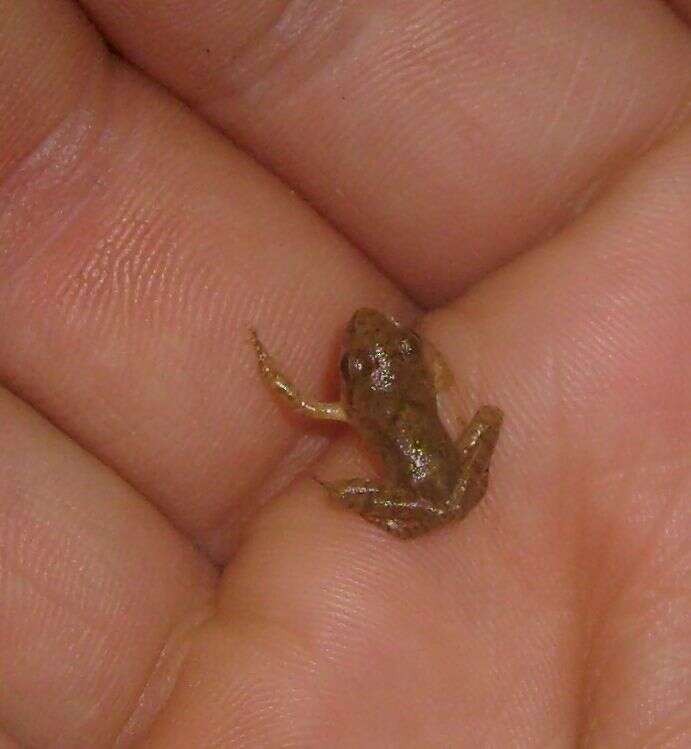 Image of Dybowski's frog