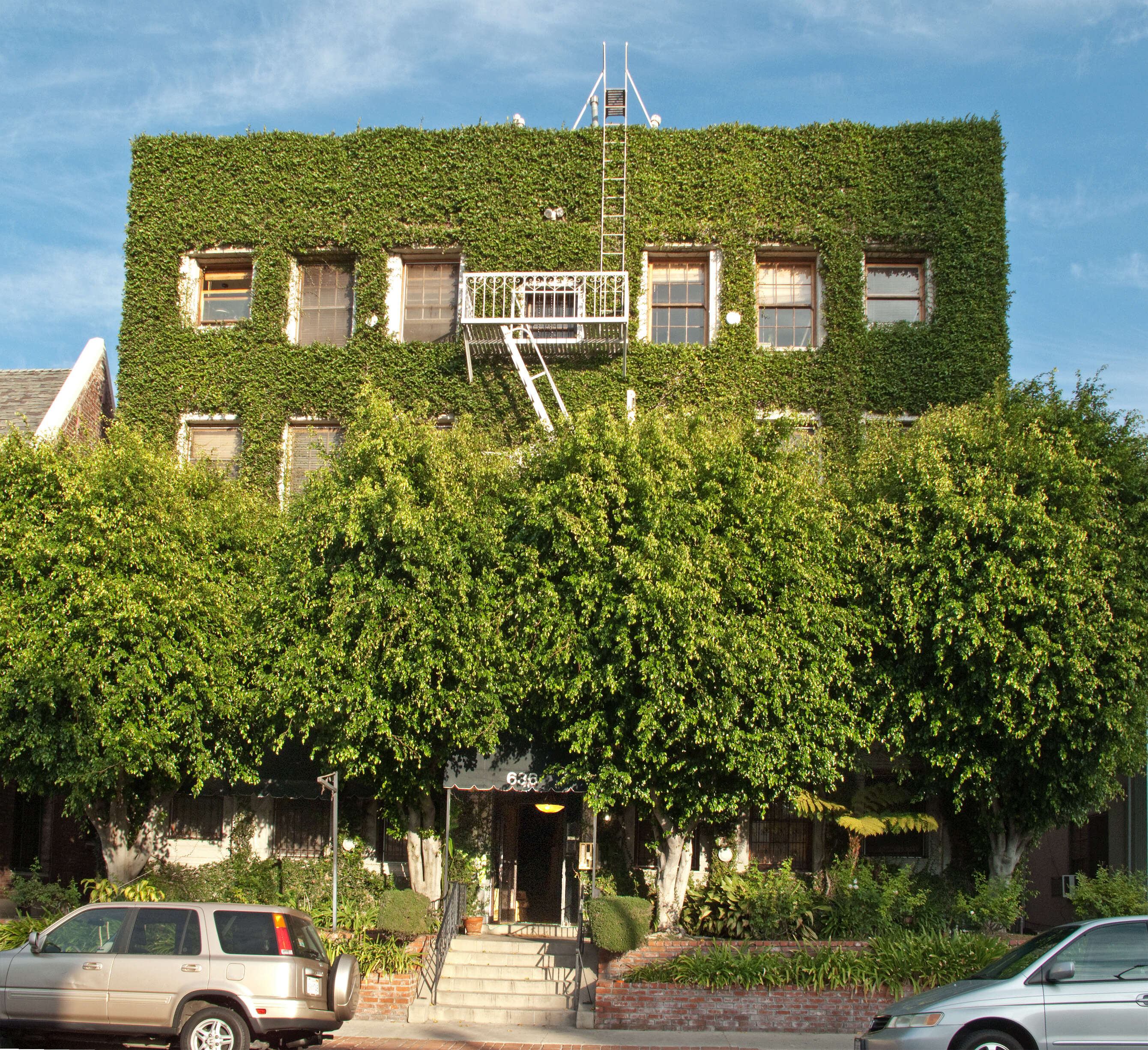 Imagem de Ficus benjamina L.