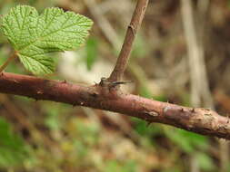 Imagem de <i>Rubus novus</i>