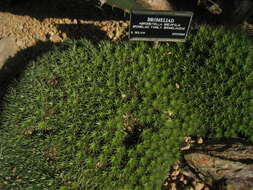 Image of Deuterocohnia brevifolia (Griseb.) M. A. Spencer & L. B. Sm.