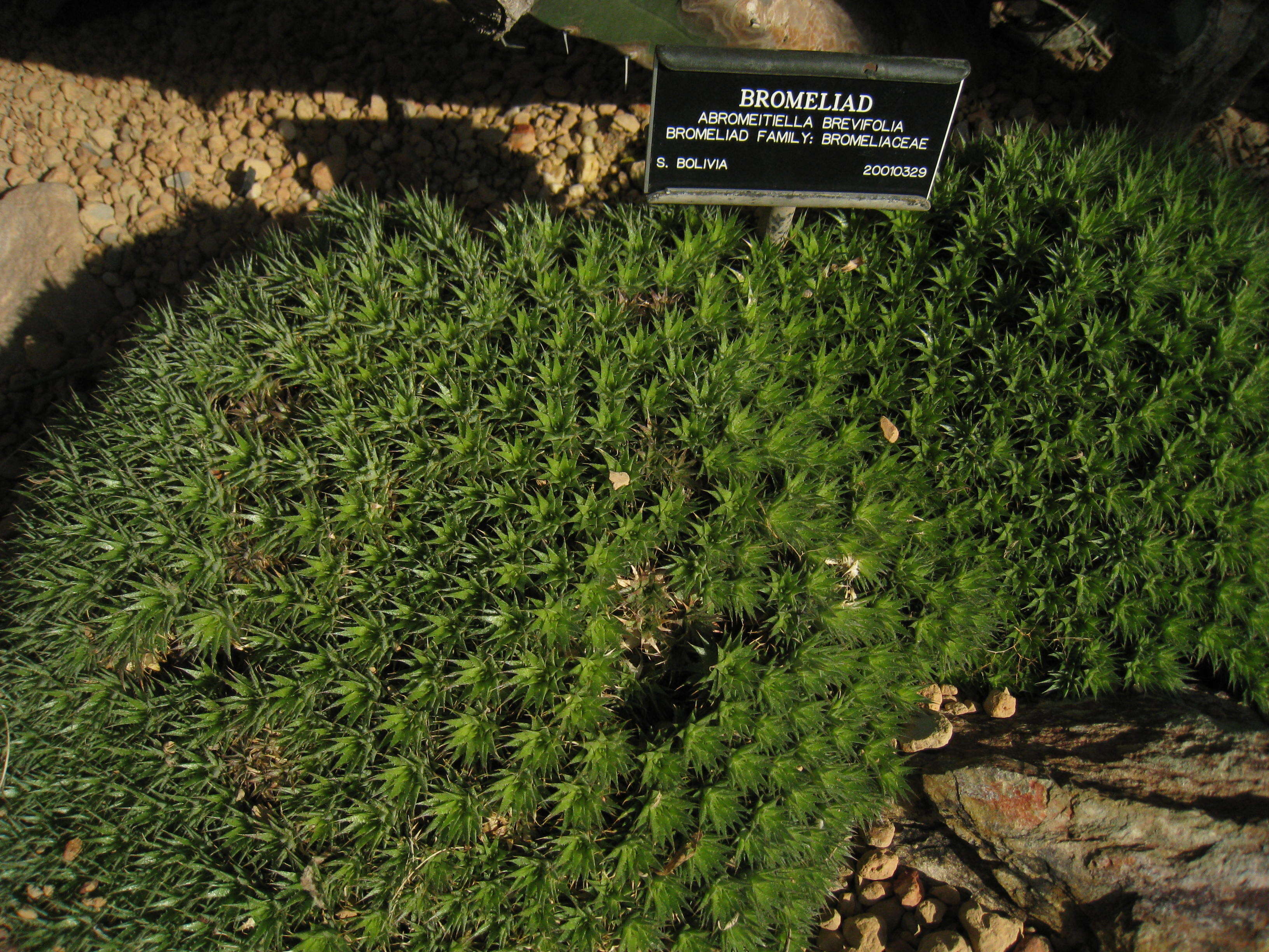 Image of Deuterocohnia brevifolia (Griseb.) M. A. Spencer & L. B. Sm.
