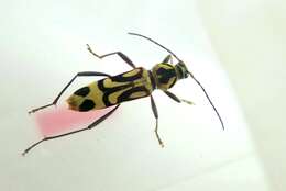 Image of Bamboo longhorn beetle