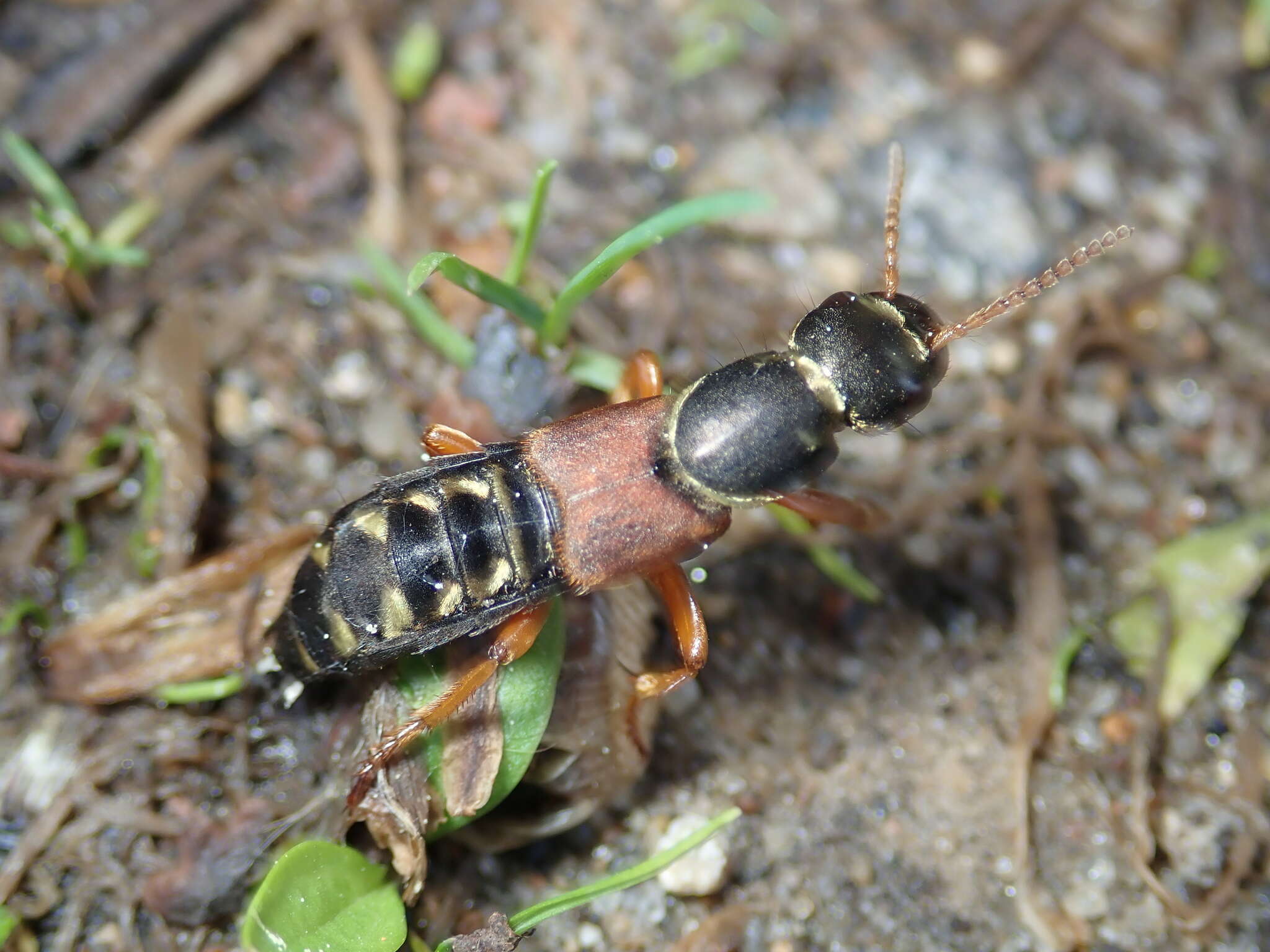 Image of Imperial rove beetle