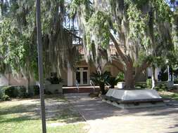 Image of Spanish moss