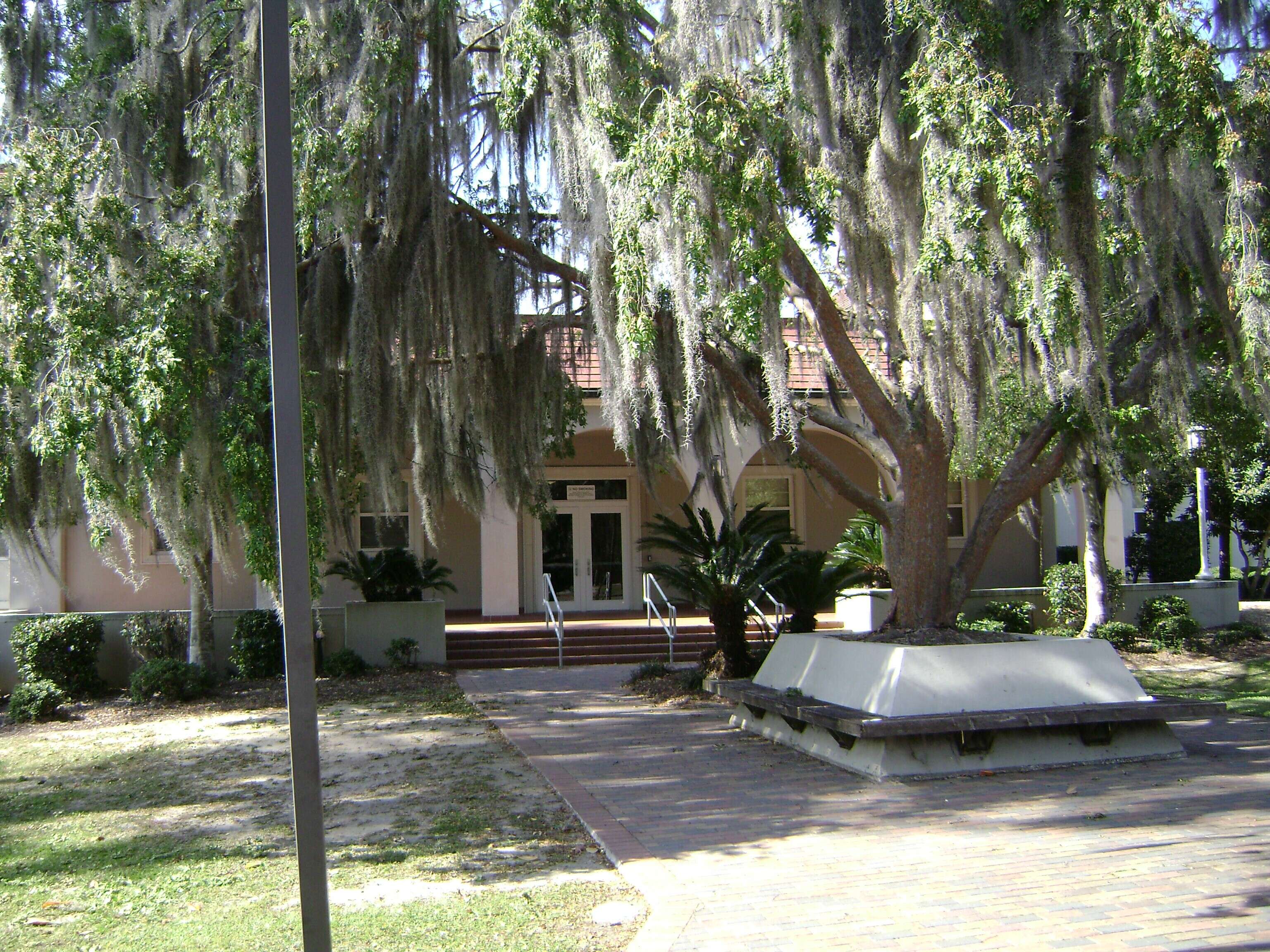 Image of Spanish moss