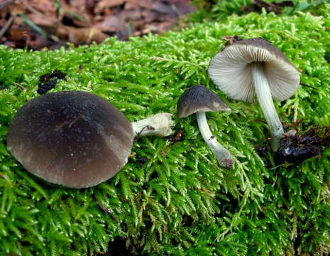 Image of Pluteus