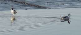 Image of avocet, pied avocet