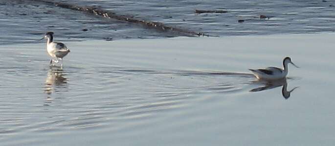 Image of avocet, pied avocet