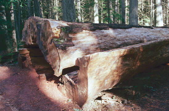 Image of western white pine