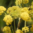 صورة Ferula communis subsp. linkii (Webb) Reduron & Dobignard