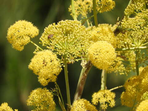 صورة Ferula communis subsp. linkii (Webb) Reduron & Dobignard